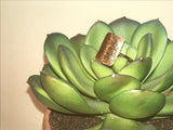 D’or
